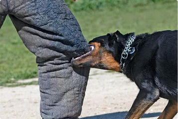 a dog biting a person's leg