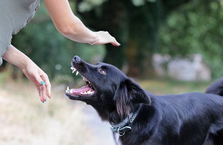 A black dog with open mouth looking up at a person's outstretched hands outdoors.